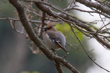 Bohemian Waxwing 神奈川県 Mon, 3/16/2015