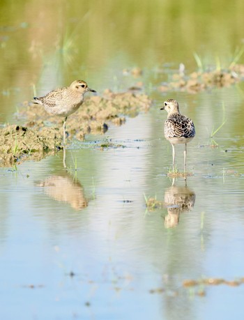 Little Curlew Ishigaki Island Fri, 10/7/2022