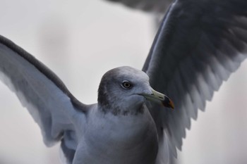 ウミネコ 佐渡ヶ島 2022年10月22日(土)