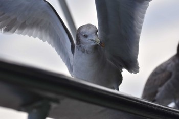 ウミネコ 佐渡ヶ島 2022年10月22日(土)