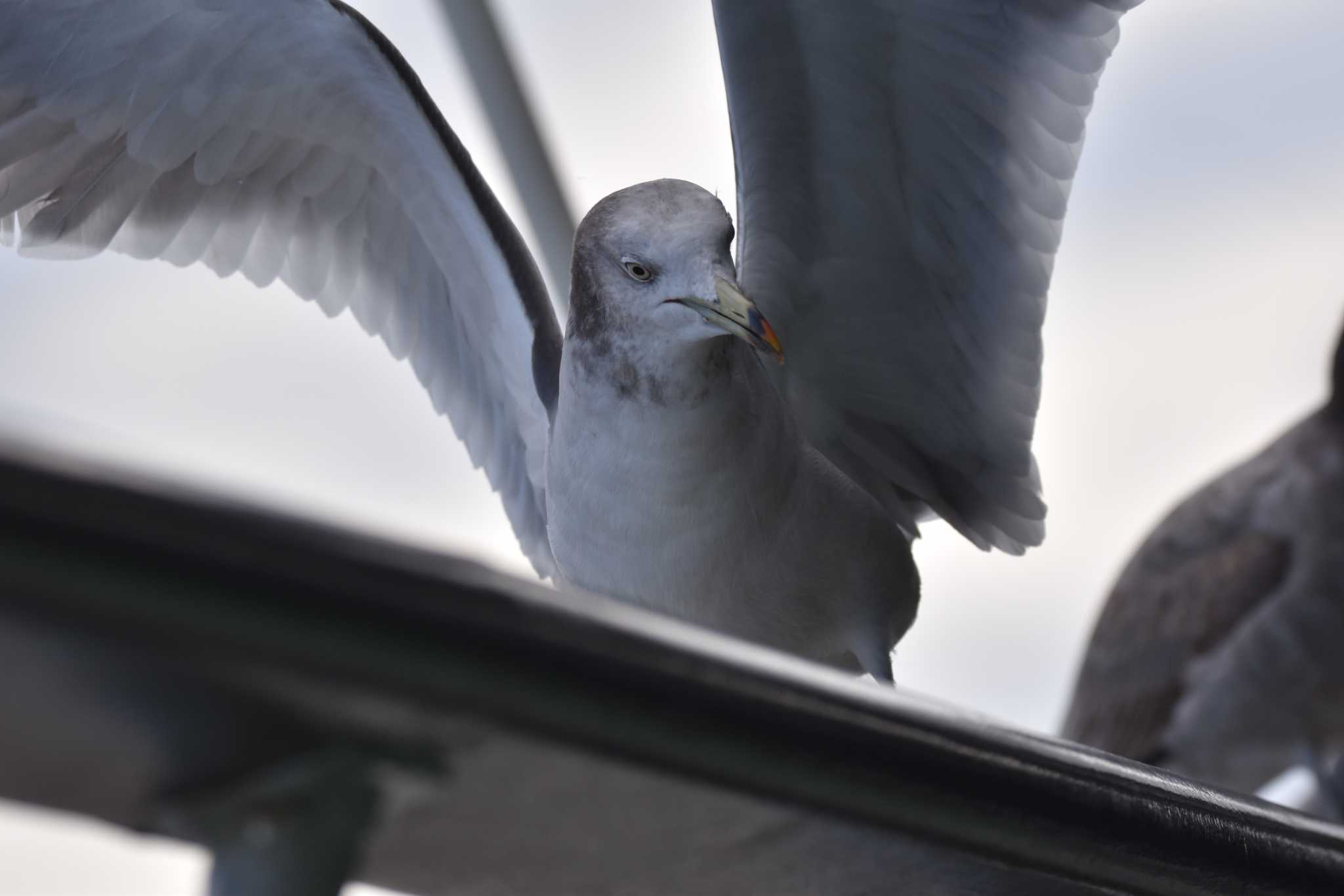 佐渡ヶ島 ウミネコの写真 by みやさん