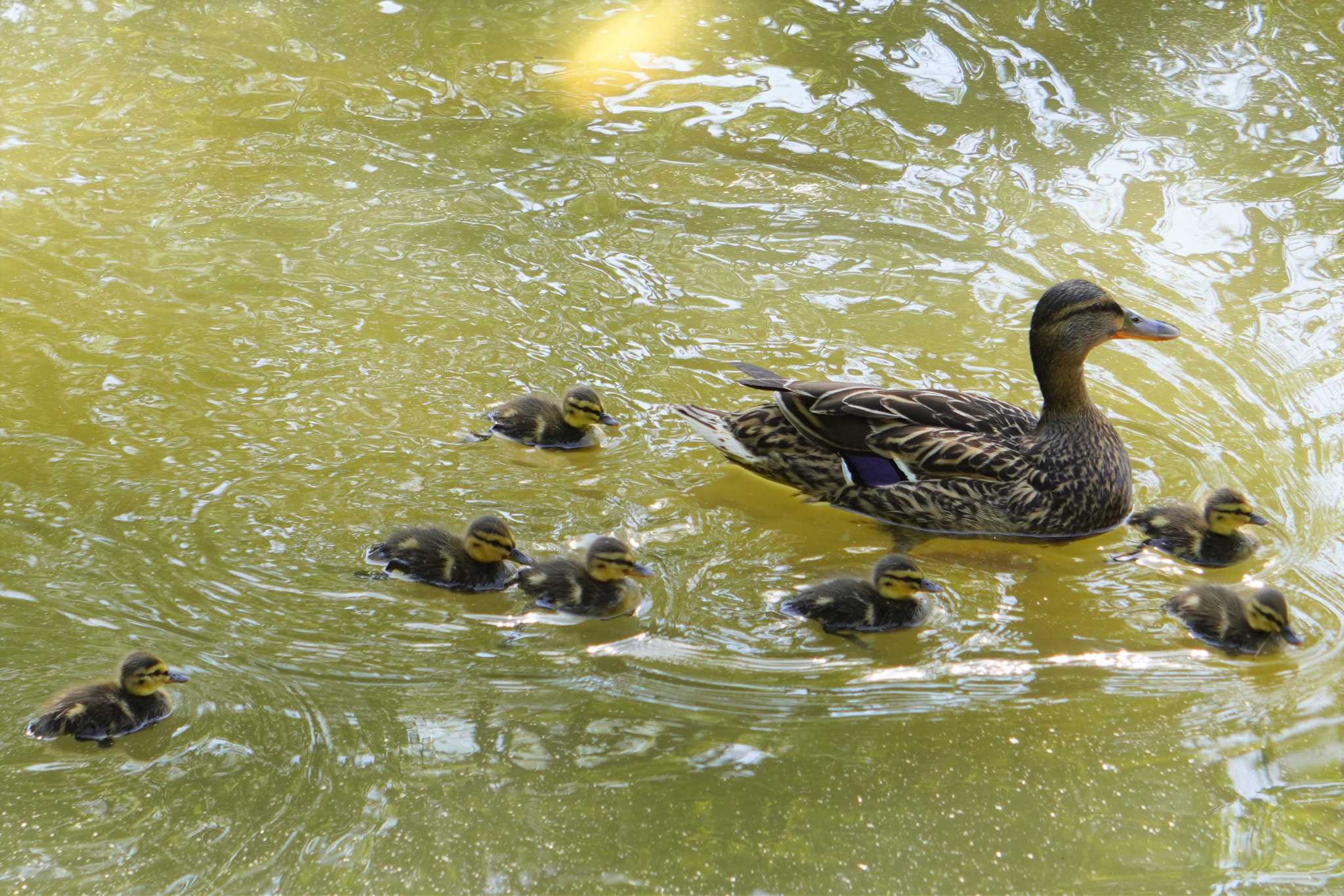 Photo of Mallard at 大阪府 by jasmine