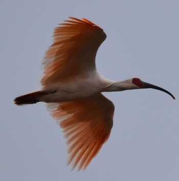 2022年10月22日(土) 佐渡ヶ島の野鳥観察記録