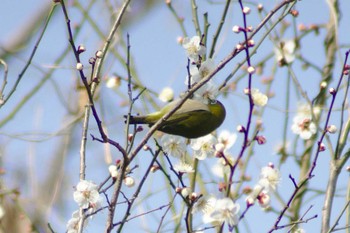 Warbling White-eye 多摩川二ヶ領宿河原堰 Sat, 2/17/2018