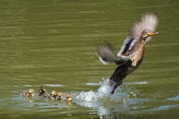 Mallard 大阪府 Sat, 6/4/2022