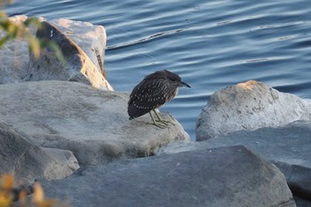 Black-crowned Night Heron 多摩川二ヶ領宿河原堰 Thu, 10/27/2022