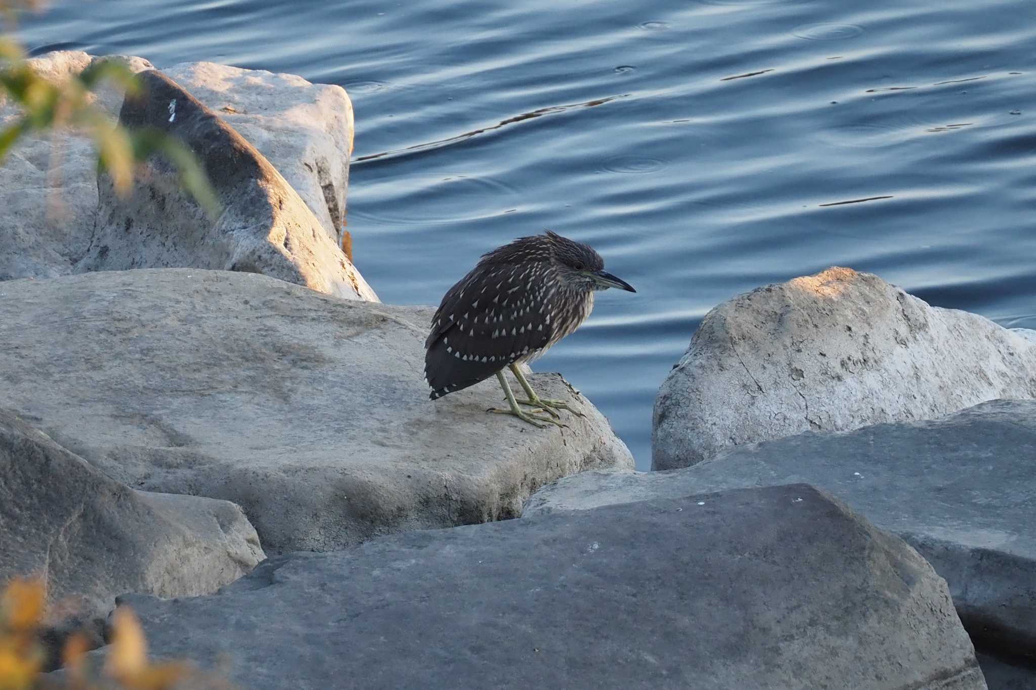 Black-crowned Night Heron