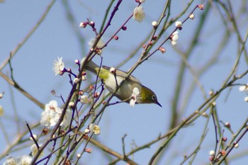 Warbling White-eye 多摩川二ヶ領宿河原堰 Sat, 2/17/2018