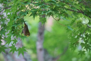 2022年6月10日(金) 奈良公園の野鳥観察記録