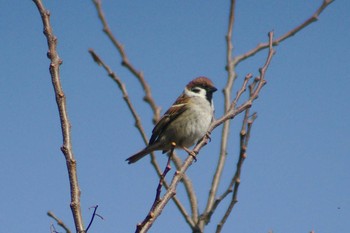 Eurasian Tree Sparrow 多摩川二ヶ領宿河原堰 Sat, 2/17/2018