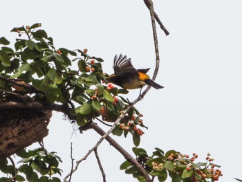 Thu, 10/27/2022 Birding report at Togakushi Forest Botanical Garden