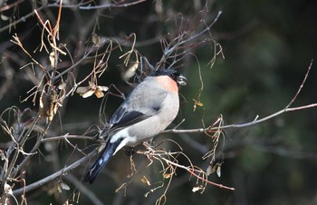 2018年2月17日(土) 葛西臨海公園の野鳥観察記録