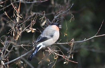 Eurasian Bullfinch Kasai Rinkai Park Sat, 2/17/2018