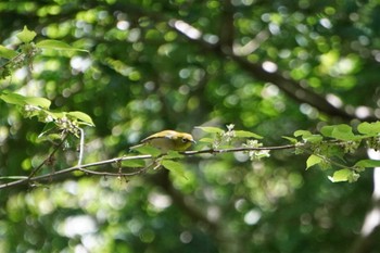 2022年7月2日(土) 神戸市立森林植物園の野鳥観察記録