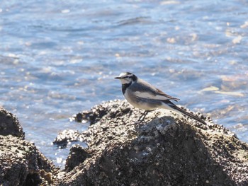 2022年10月26日(水) お台場海浜公園の野鳥観察記録