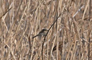 Common Reed Bunting Kasai Rinkai Park Sat, 2/17/2018