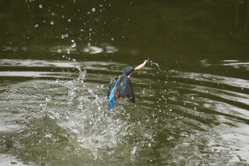 2022年7月10日(日) 大阪府の野鳥観察記録