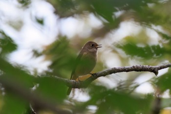 Thu, 10/27/2022 Birding report at 木曽川扶桑緑地公園