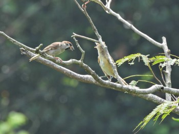 Eurasian Tree Sparrow Kasai Rinkai Park Mon, 8/15/2022