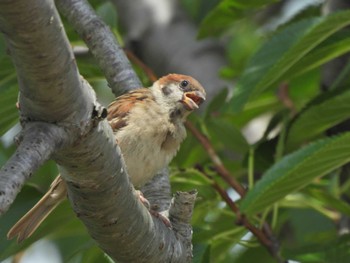 Eurasian Tree Sparrow Kasai Rinkai Park Mon, 8/15/2022