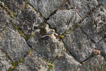 2018年2月17日(土) 芥川の野鳥観察記録