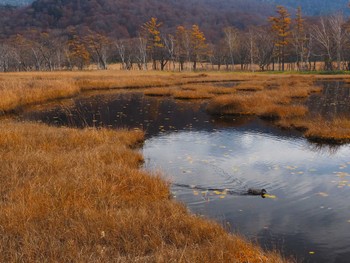 Mallard Ozegahara Sun, 10/23/2022