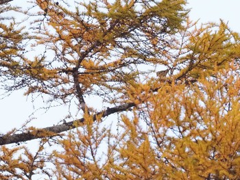 Brambling Ozegahara Sun, 10/23/2022