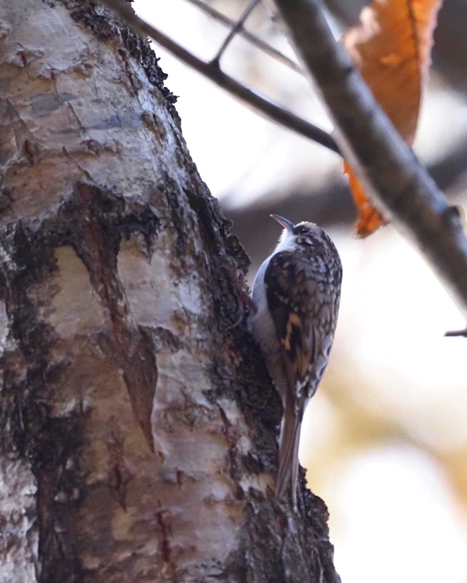 Eurasian Treecreeper