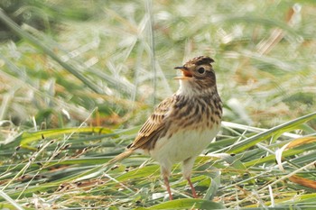 2022年10月22日(土) 稲敷市の野鳥観察記録