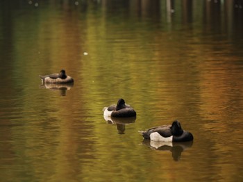 2022年10月28日(金) 別所沼公園(埼玉県)の野鳥観察記録