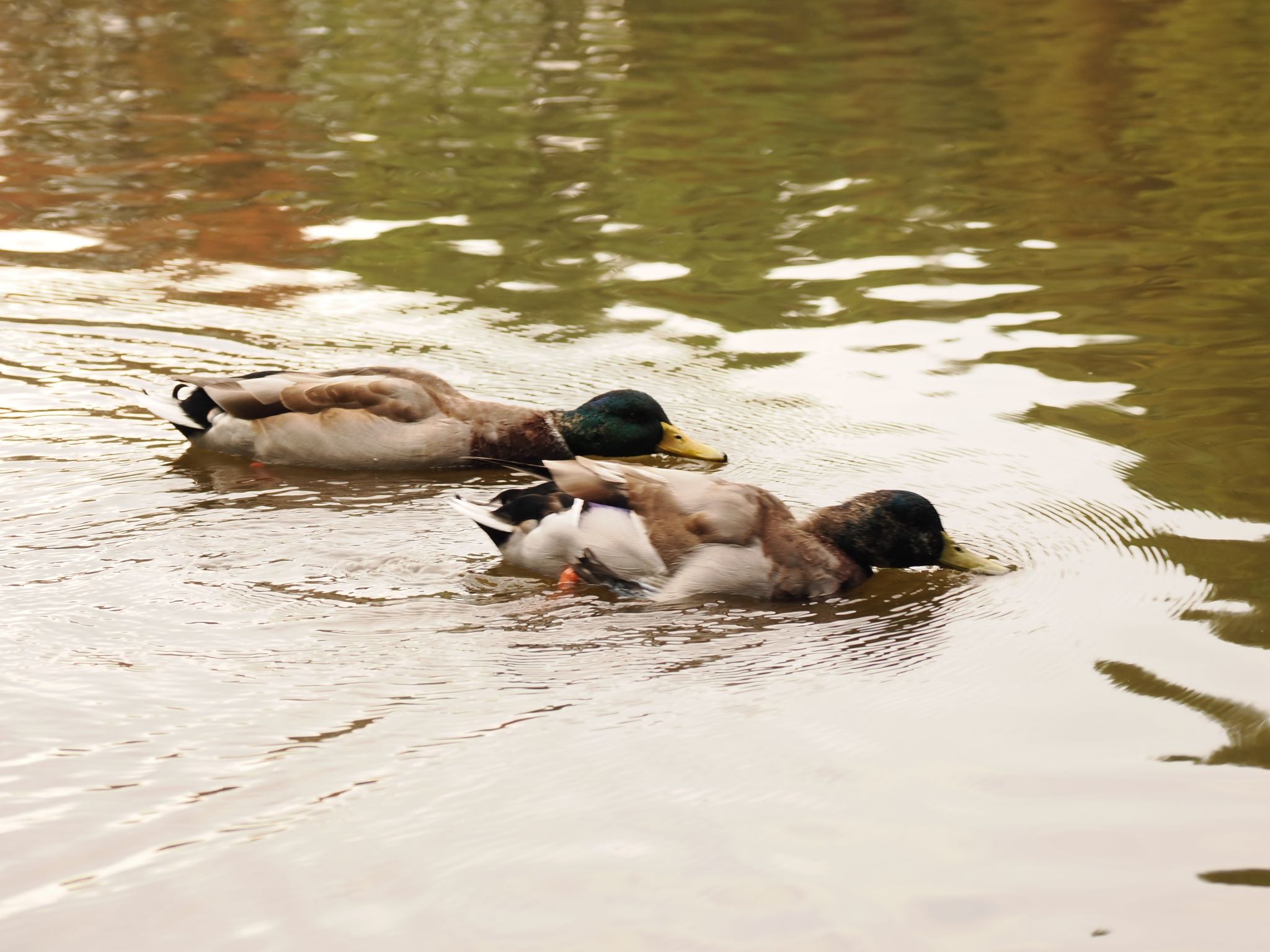 別所沼公園(埼玉県) マガモの写真 by Q-chan