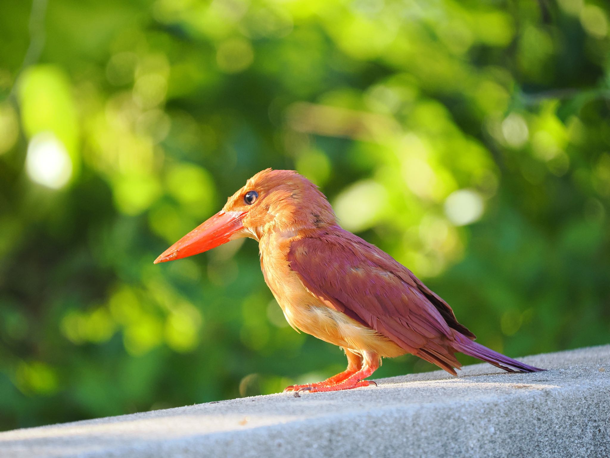 リュウキュウアカショウビン