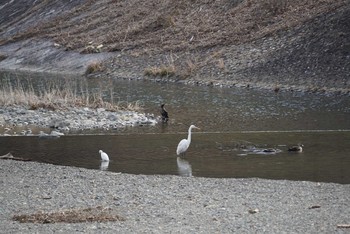 未同定 芥川 2018年2月17日(土)