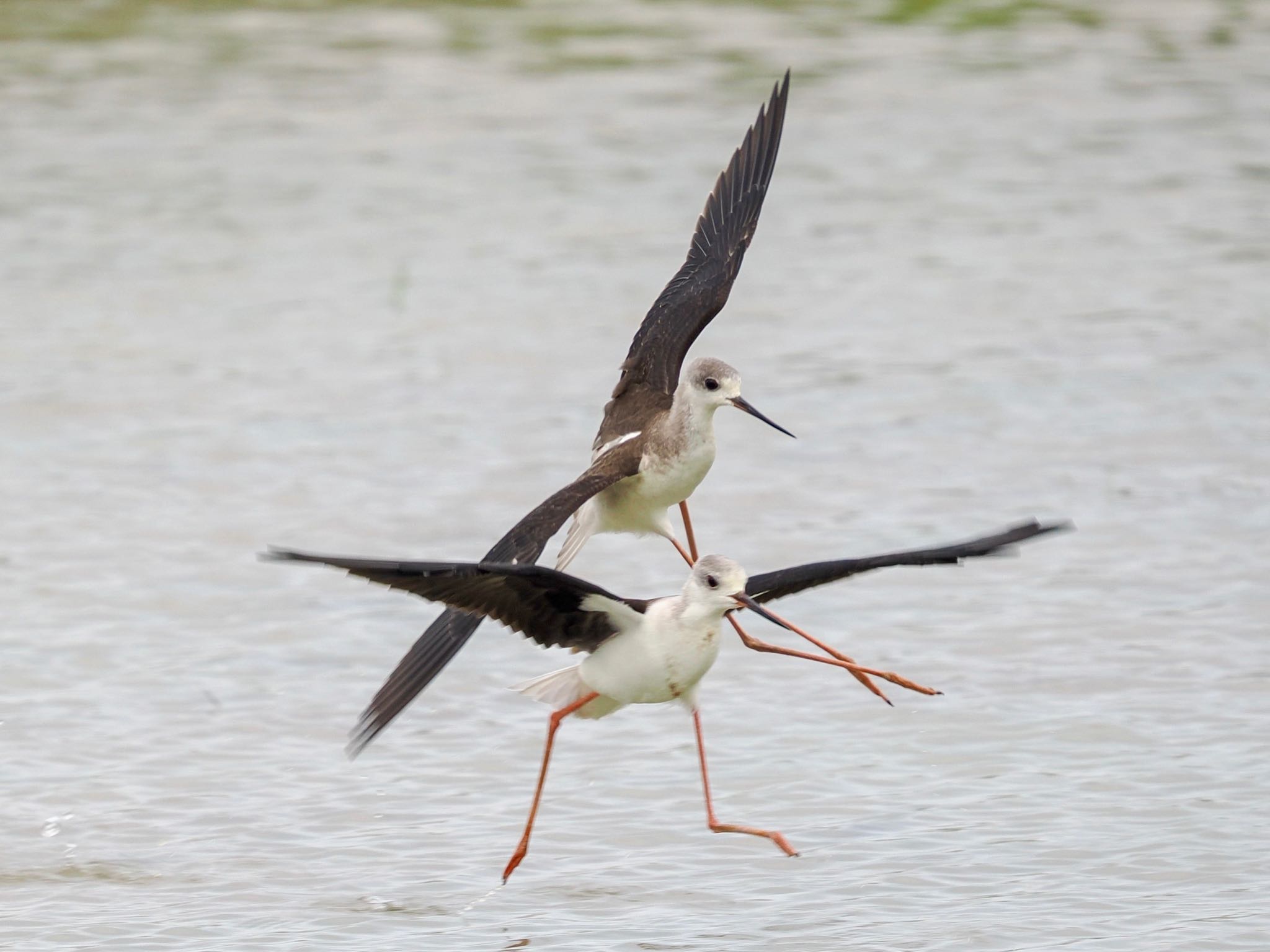 Black-winged Stilt