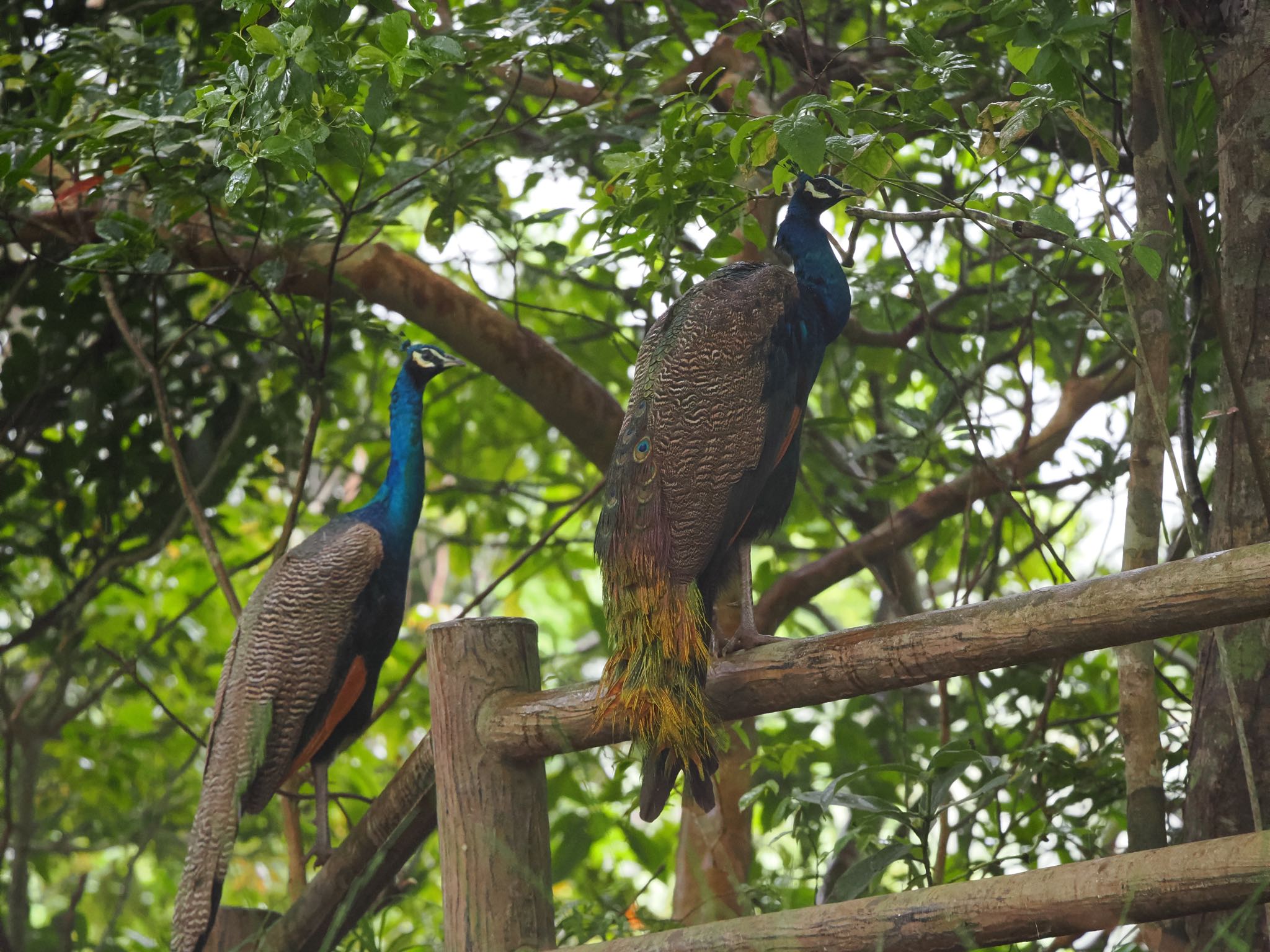 Indian Peafowl