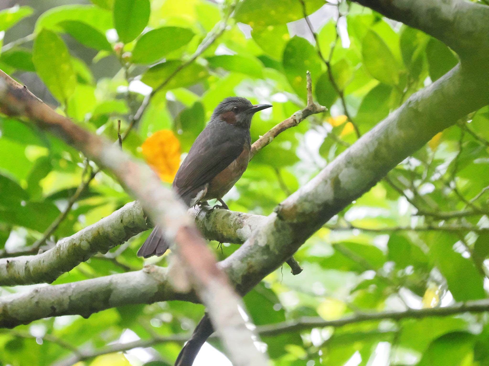 Brown-eared Bulbul(stejnegeri)