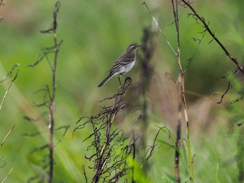 Eastern Yellow Wagtail(simillima) Ishigaki Island Mon, 10/10/2022