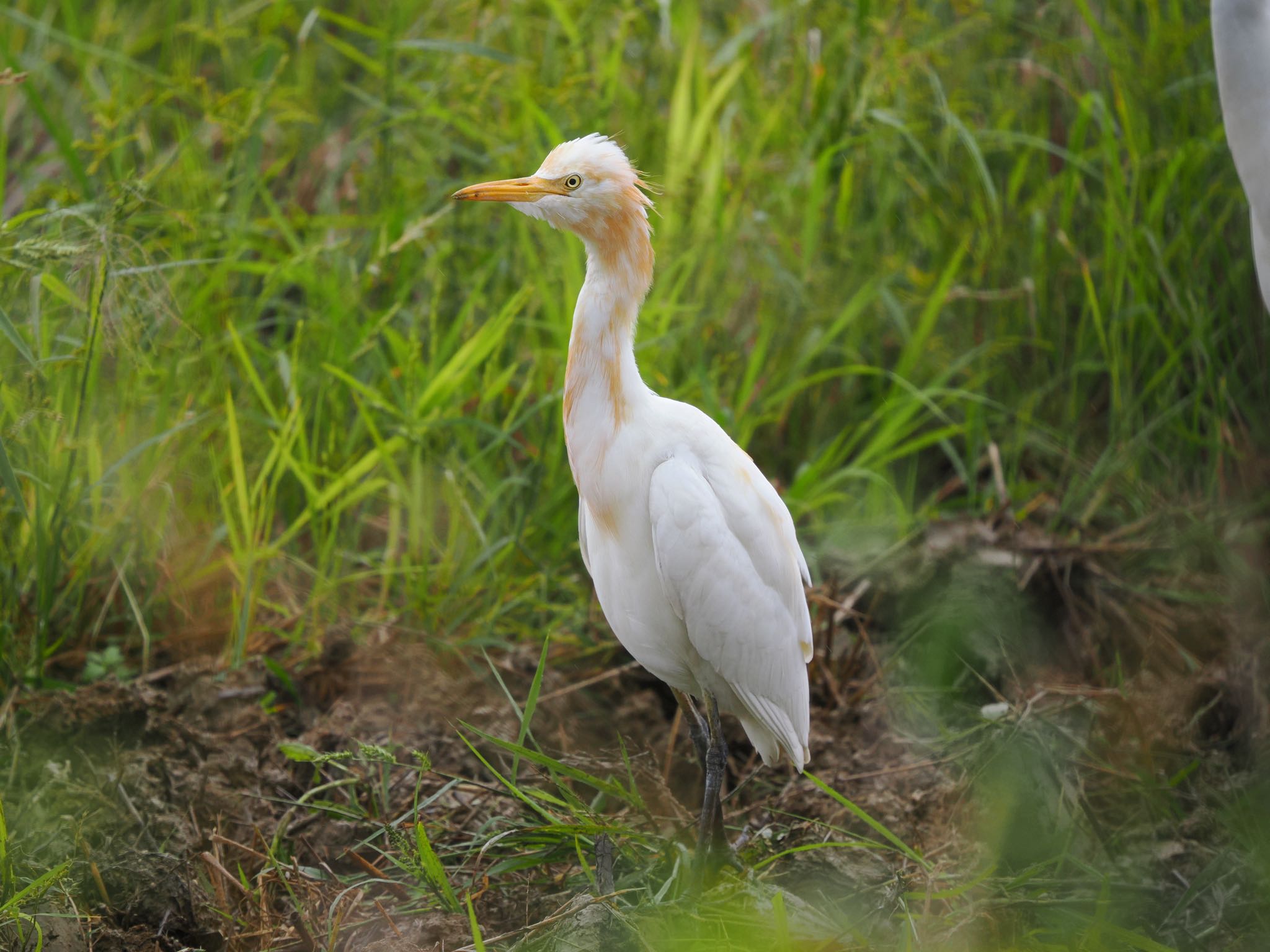 Eastern Cattle Egret