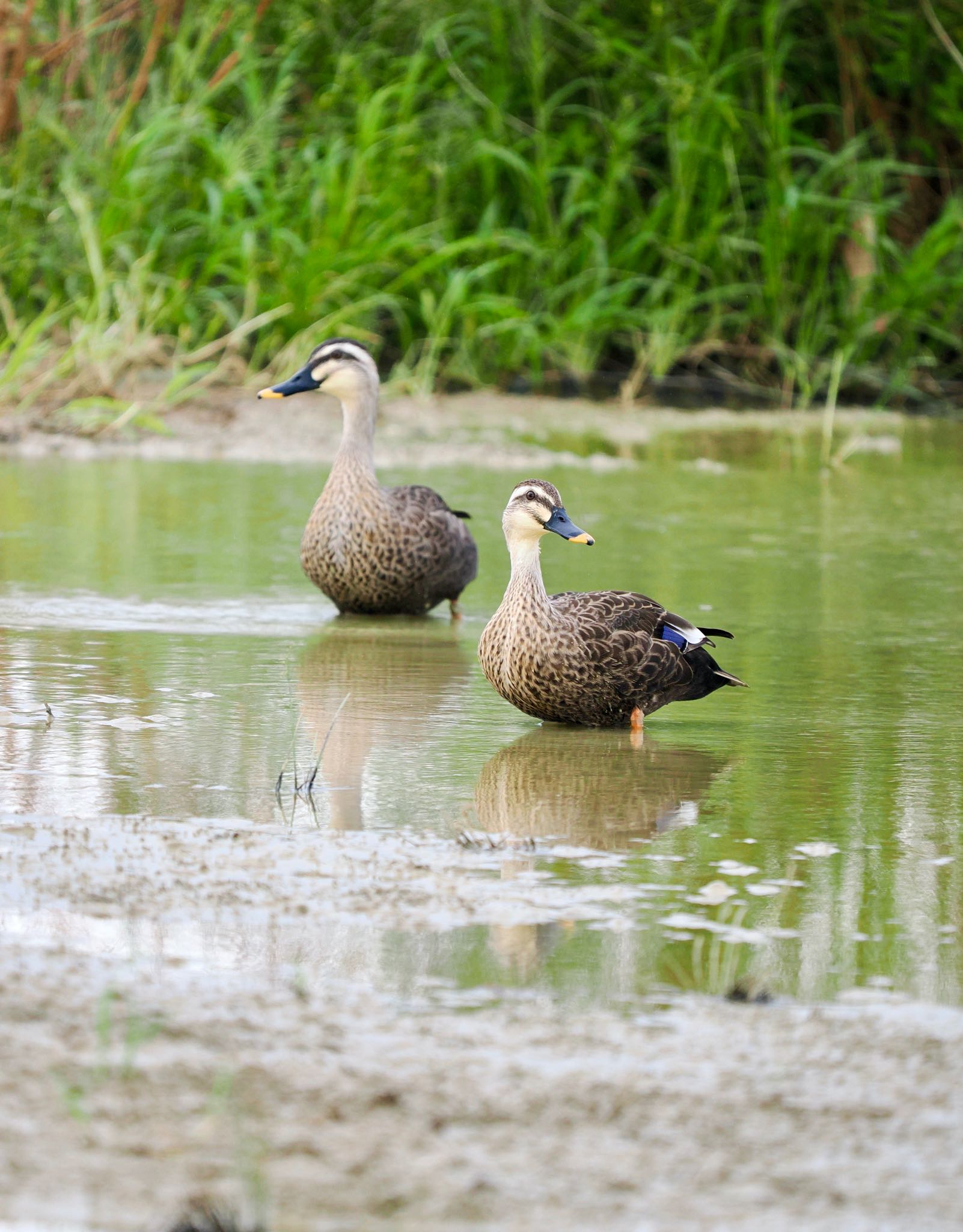 Eastern Spot-billed Duck