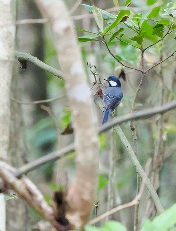 Japanese Tit(nigriloris) Ishigaki Island Mon, 10/10/2022