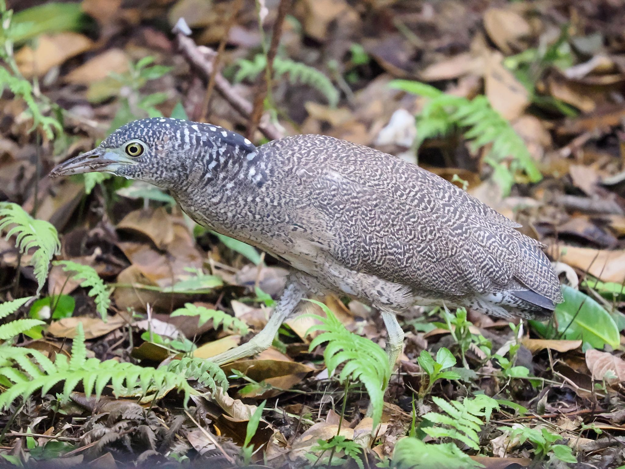 Malayan Night Heron