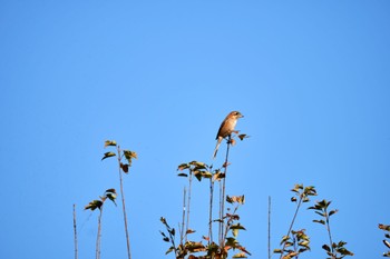 2022年10月28日(金) 野川の野鳥観察記録