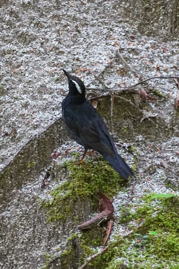 マミジロ 山梨県 撮影日未設定