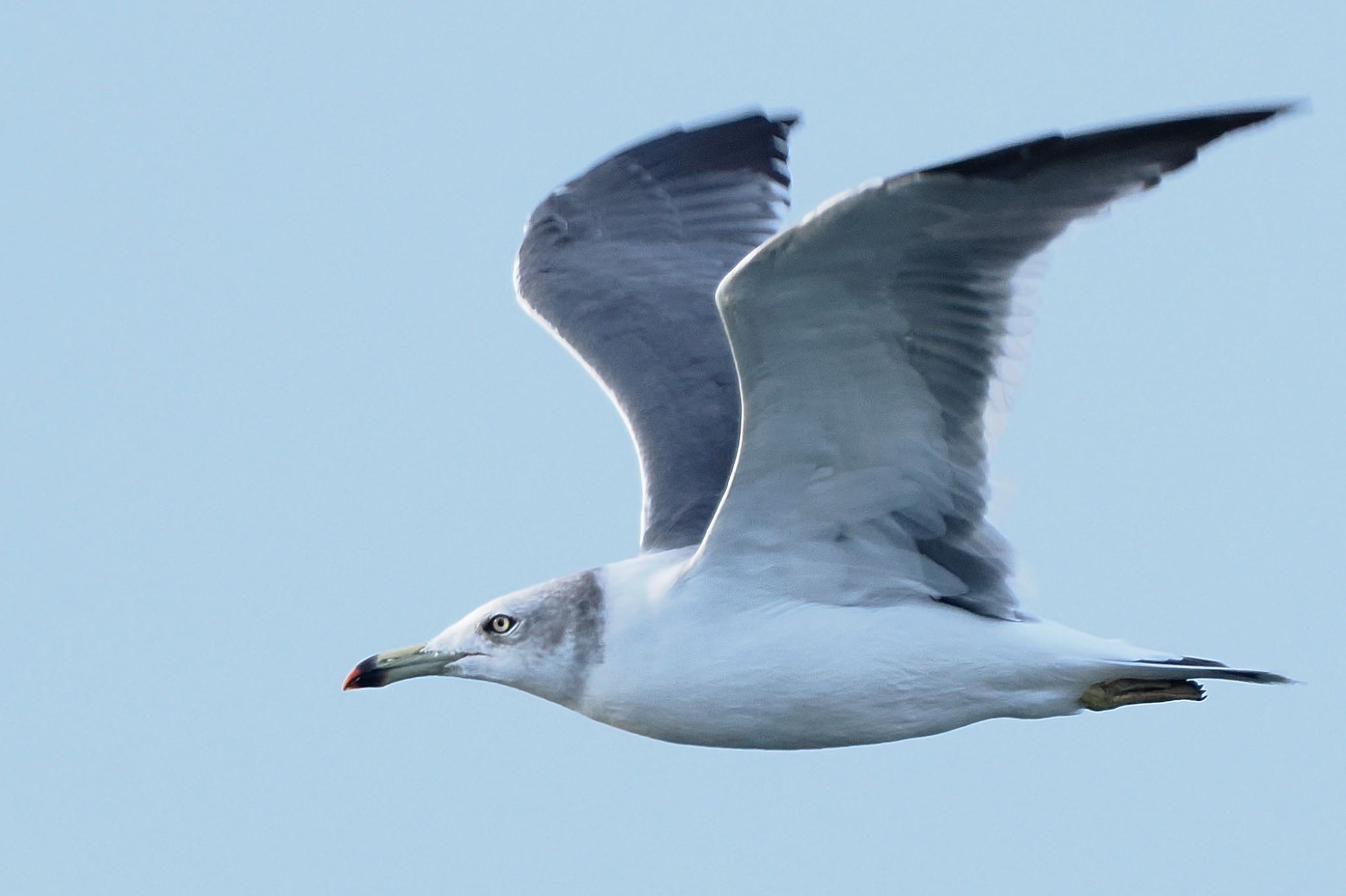 銚子漁港 ウミネコの写真