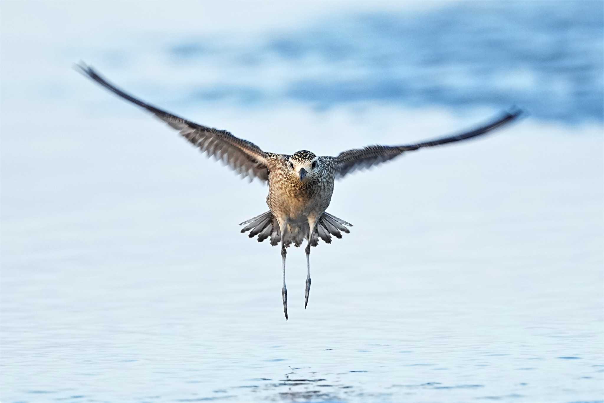 ふなばし三番瀬海浜公園 ムナグロの写真