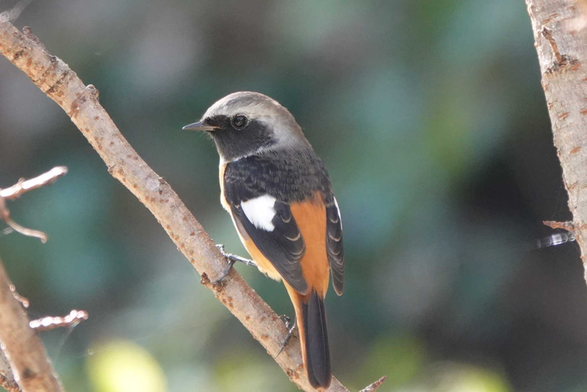 大阪南港野鳥園 ジョウビタキの写真