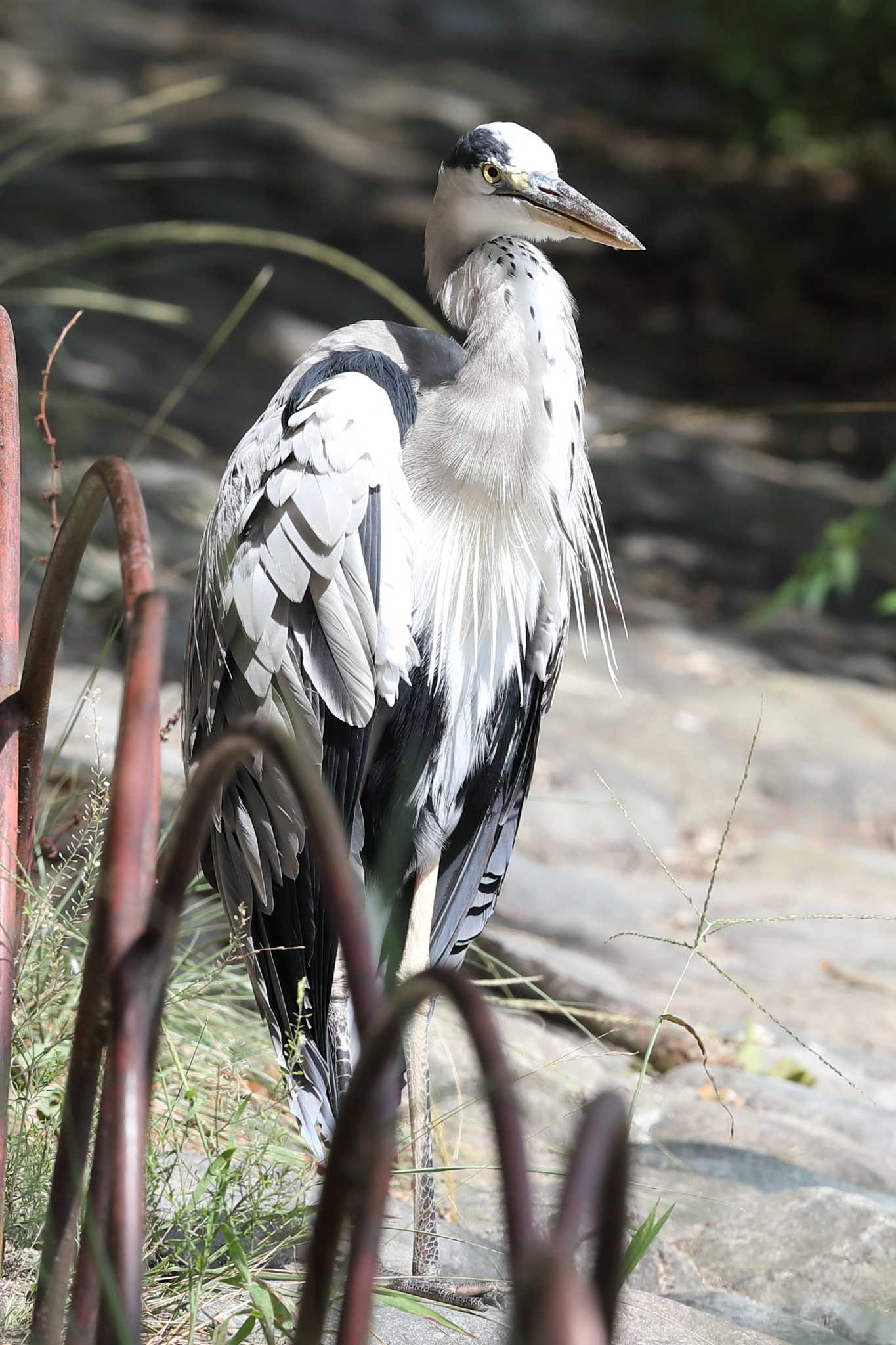 明石公園のアオサギ