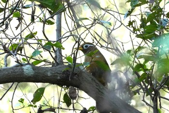 ガビチョウ 秋ヶ瀬公園(ピクニックの森) 2022年10月23日(日)