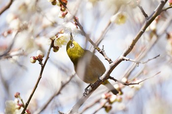 メジロ 田柄公園 2022年3月5日(土)