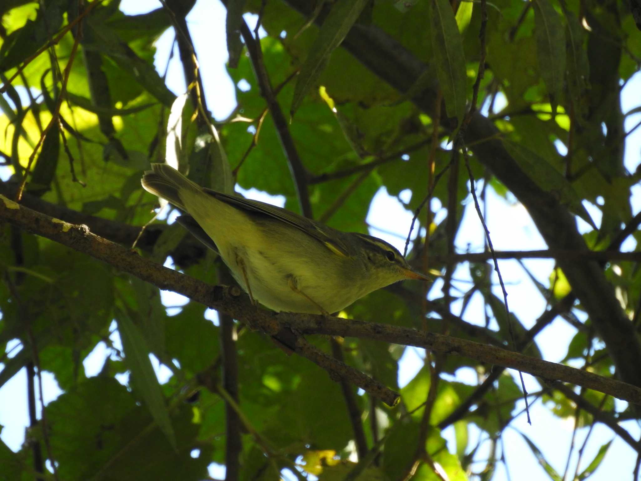 Photo of Kamchatka Leaf Warbler at 祖父江ワイルドネイチャー緑地 by どらお